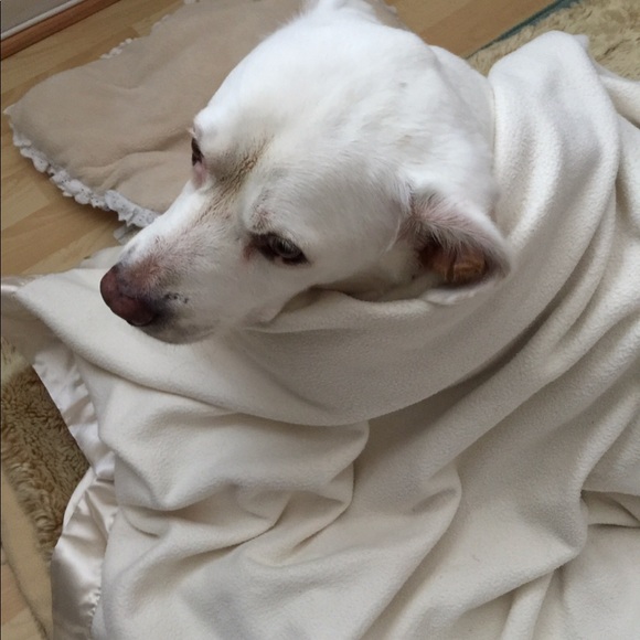 In Memory of Dolce ❤️ - Picture 4 of 7